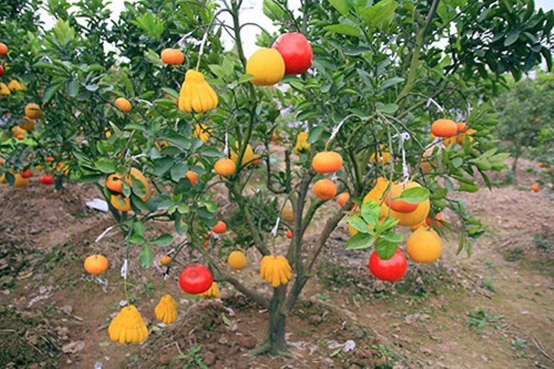 Cây ngũ quả mang lại ý nghĩa phú quí, đủ đầy