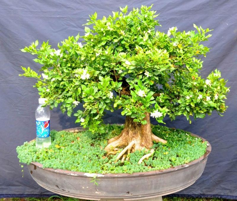Cây nguyệt quế là biểu tượng của vinh quang, chiến thắng