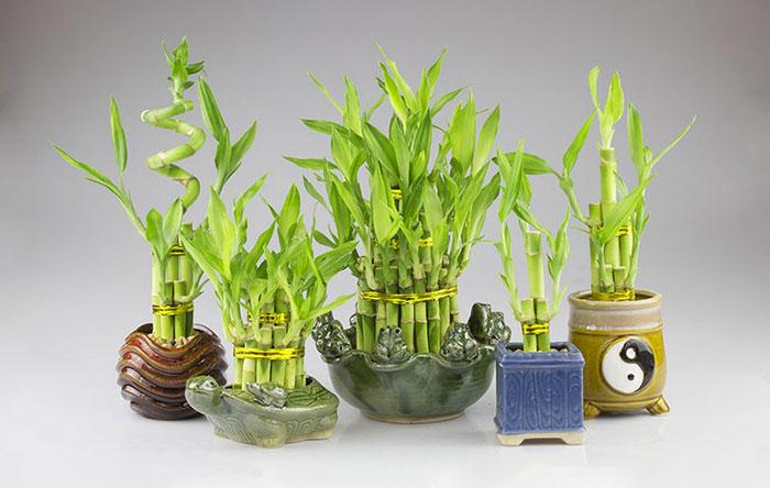 Cây phát lộc mang ý nghĩa phát lộc, phát tài