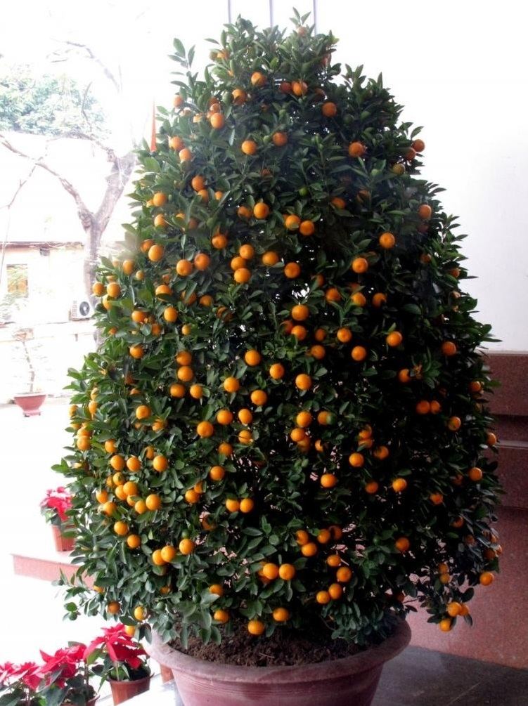 Cây quất