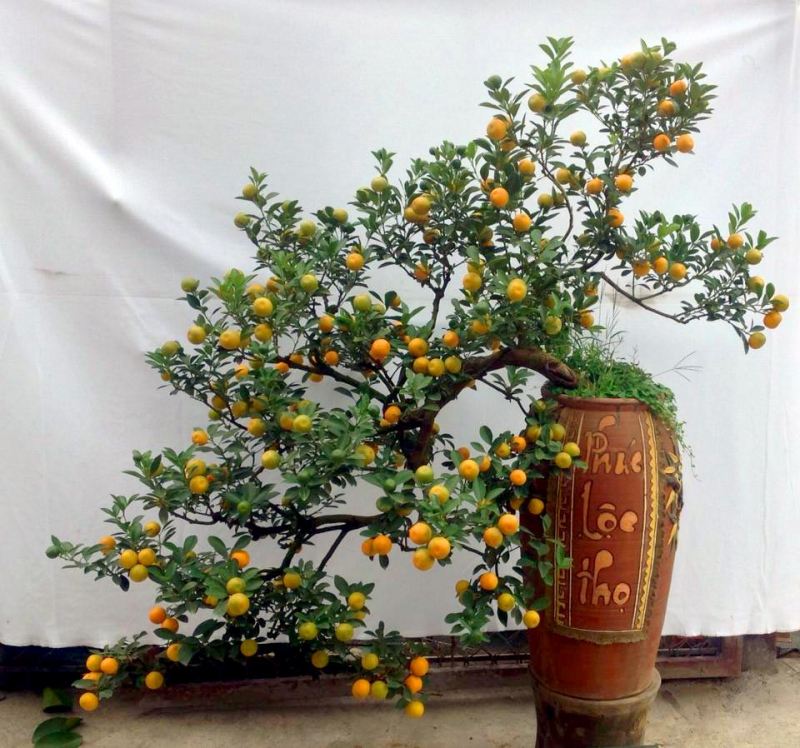 Sự tích cây Quất ngày Tết