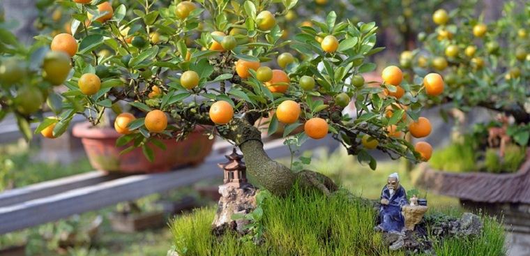 Quất là loài cây mang lại ý nghĩa sum họp, đủ đầy