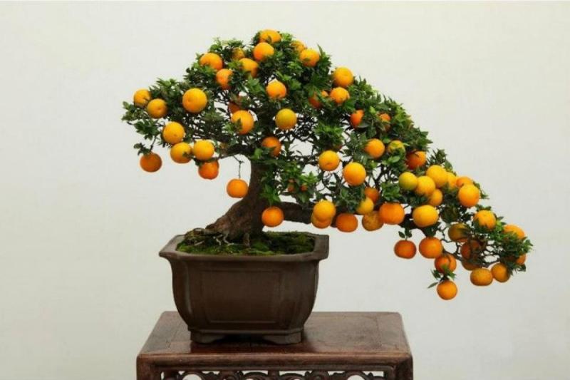 Sự tích cây Quất ngày Tết