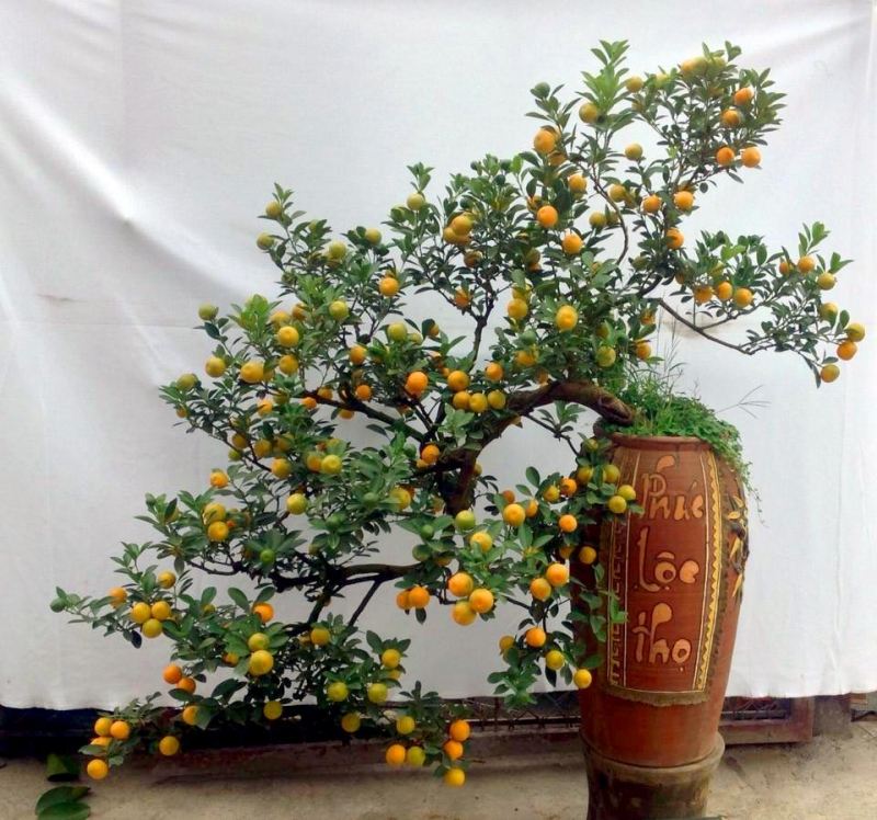 Cây quất cảnh