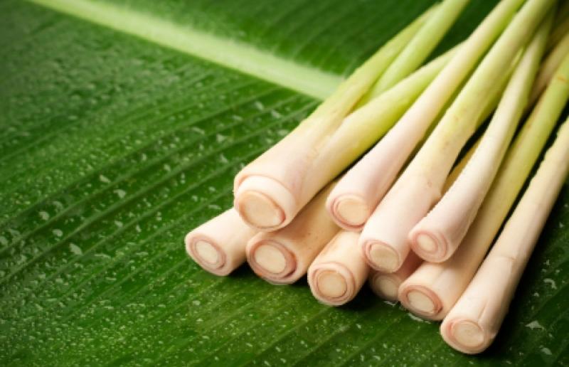 Sả chứa nhiều tinh dầu, tốt cho sức khoẻ