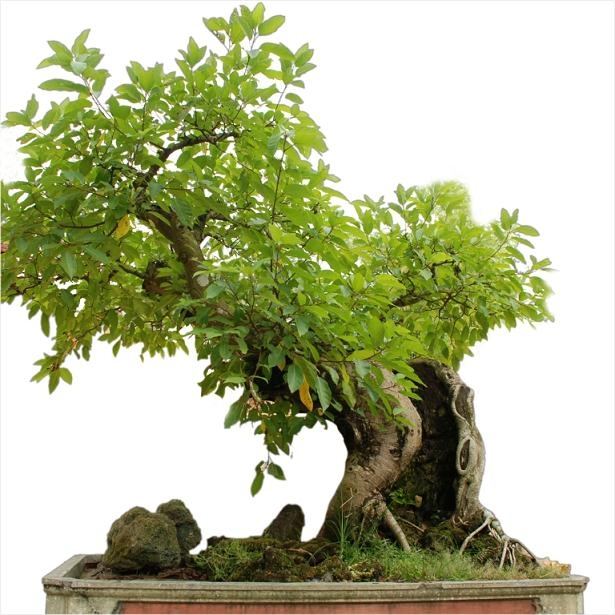 Cây sung giúp hút và làm sạch không khí tối ưu