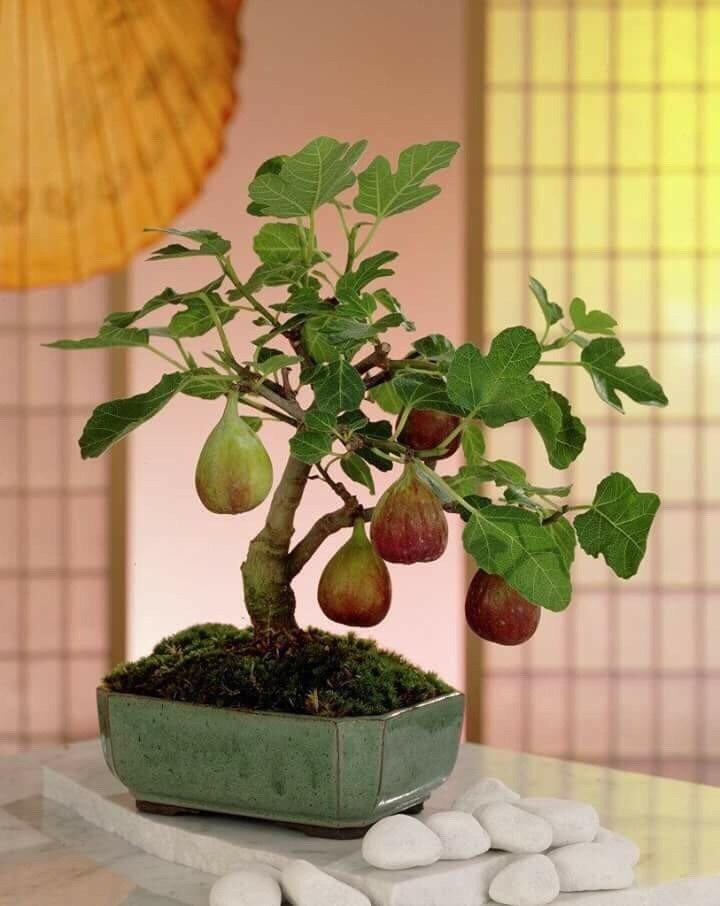 Cây sung