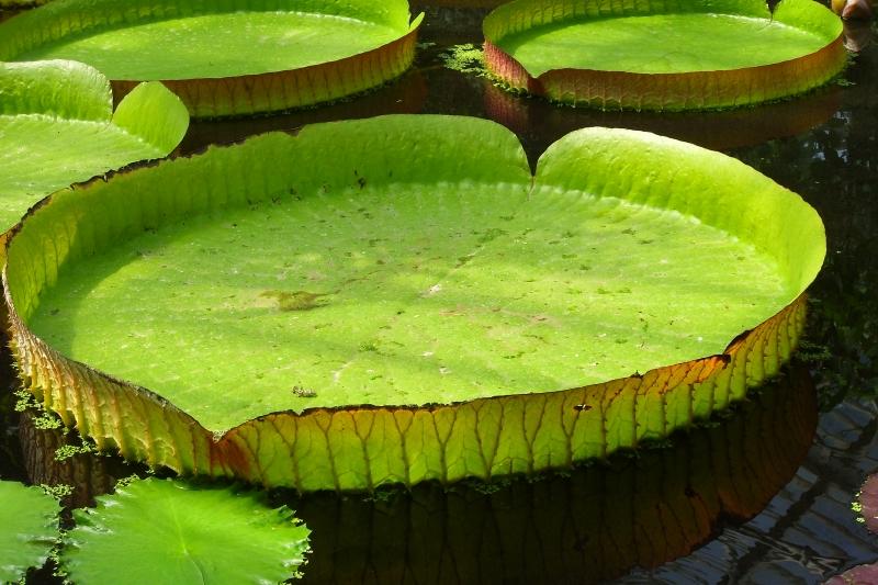 Cây súng nia (sen vua)