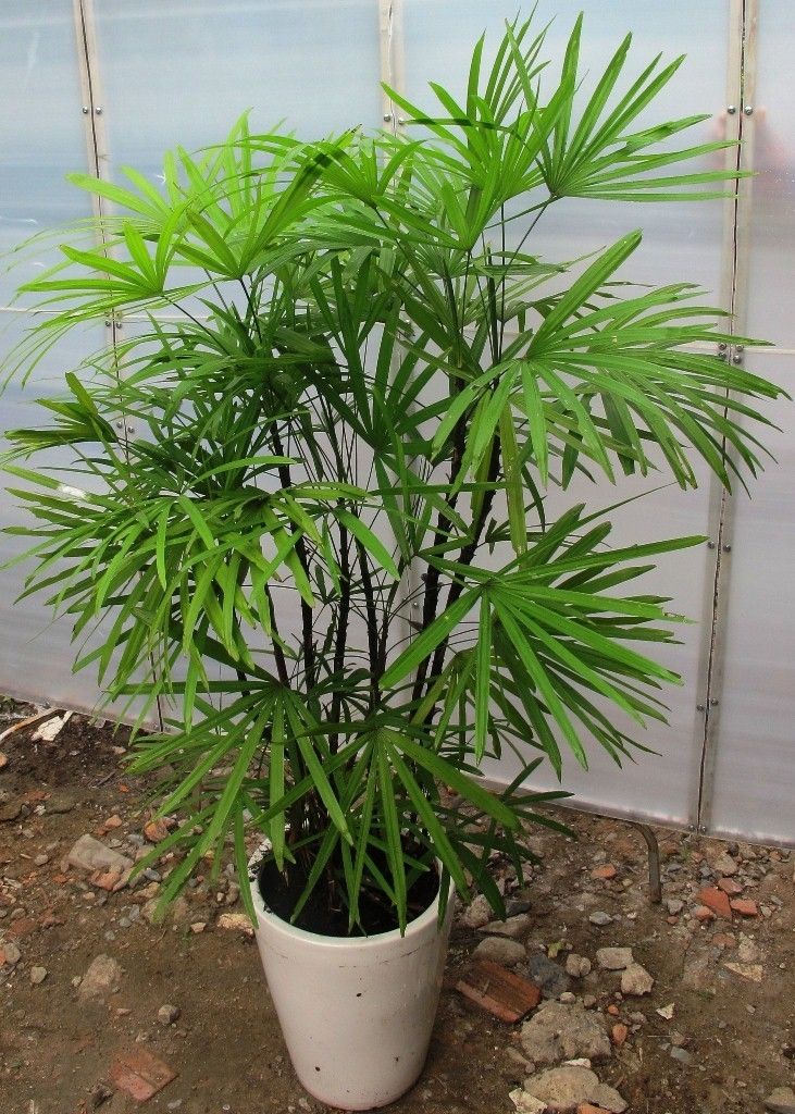 Cây trúc mây vừa là một loại cây cảnh vừa có khả năng hút bức xạ và sóng điện thoại rất tốt