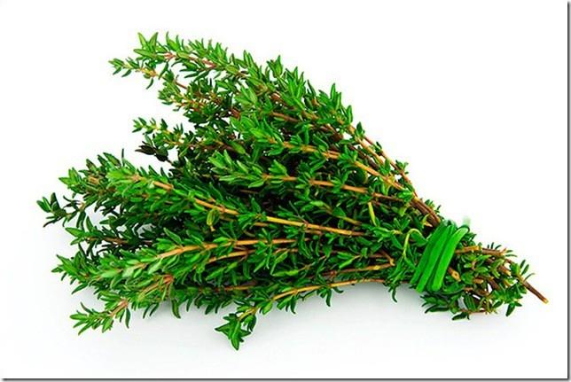 Cây xạ hương