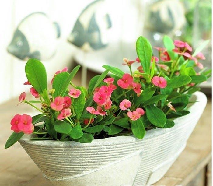 Xương Rồng Bát Tiên
