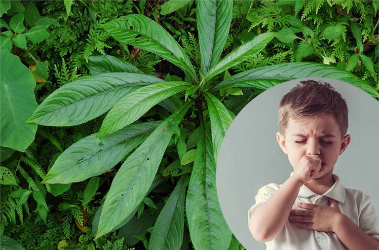 Cây xương sông có tác dụng trị ho