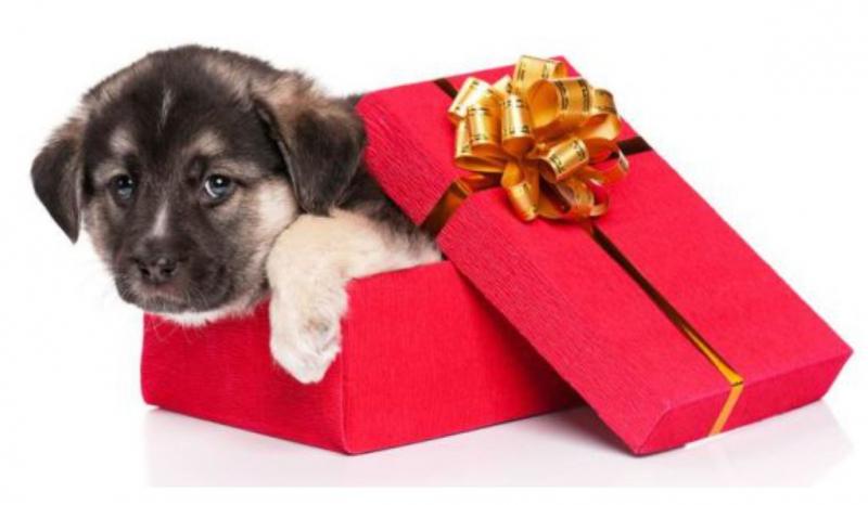 Thú cưng sẽ là gợi ý tuyệt vời cho những cô nàng yêu thích động vật đấy nhé