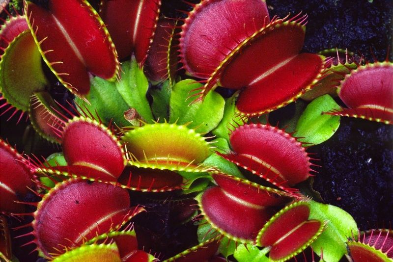 Chiếc bẫy của thần Vệ nữ