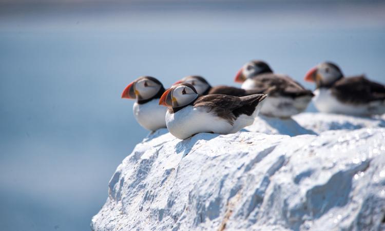 Chim biển puffin vùng cực