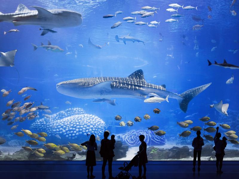 Chimelong Ocean Kingdoms, Châu Hải