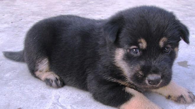 Bài văn kể về một kỉ niệm đáng nhớ đối với một con vật nuôi mà em yêu thích - số 6
