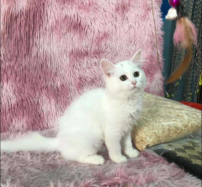 Chó Mèo Pet House
