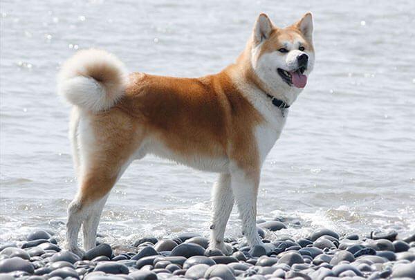 Chó Nhật Akita