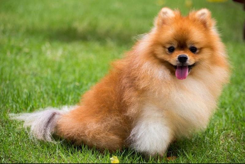 Chó Pomeranian