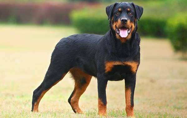 Chó Rottweiler