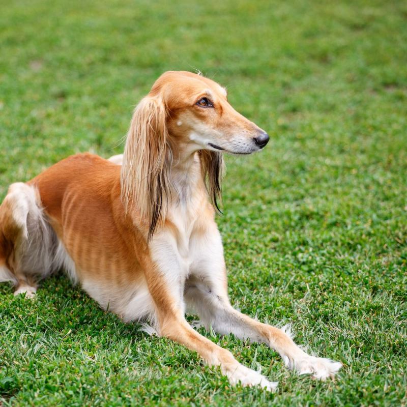 Saluki là giống chó có nguồn gốc từ thời các vị Pharaoh của Ai Cập cổ đại