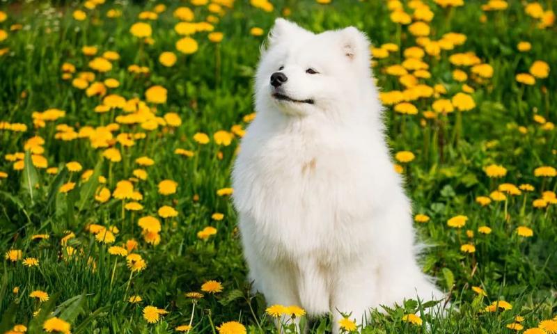 Bài văn kể về một kỉ niệm đáng nhớ đối với một con vật nuôi mà em yêu thích - số 4