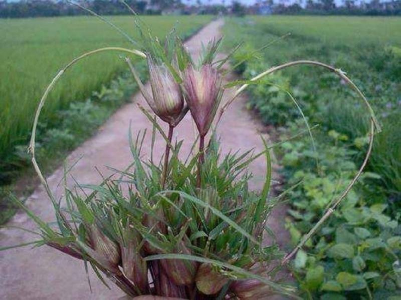 Chơi chọi cỏ gà