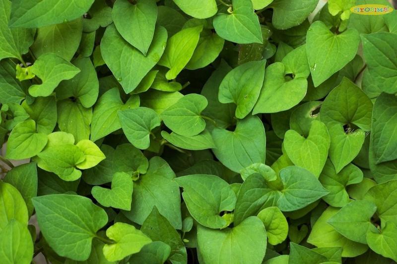Chữa bệnh sỏi thận