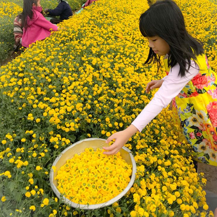 Phương pháp dùng trà hoa cúc chữa vết thương được lưu truyền từ xa xưa