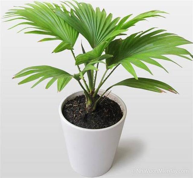 Cây cọ cảnh