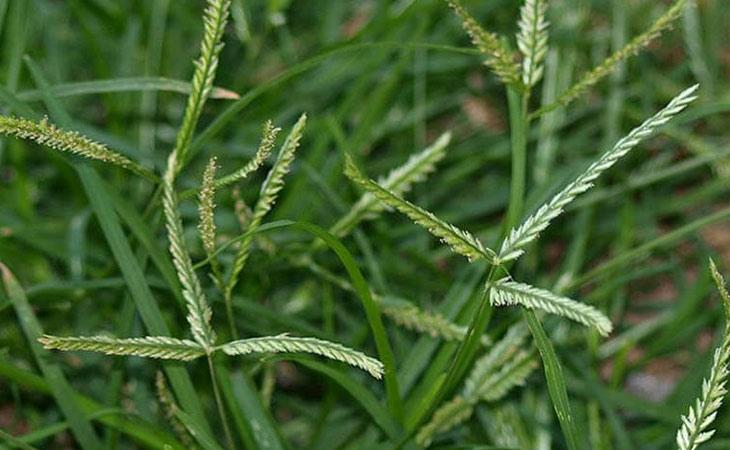 Bài thuốc trị viêm đường tiết niệu đơn giản với mã đề