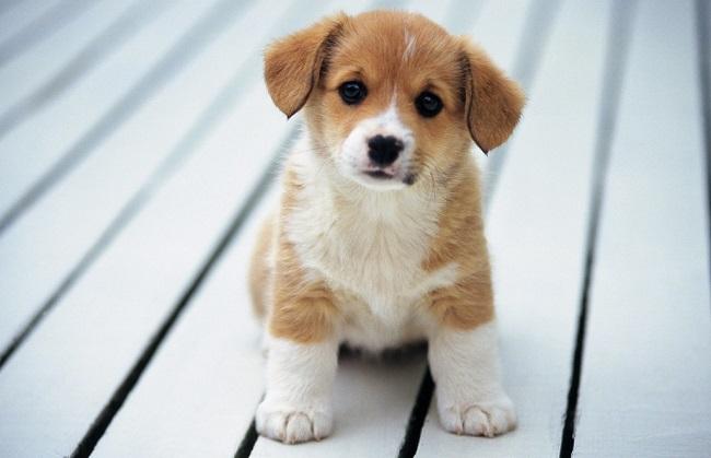 Có một thú cưng làm bạn
