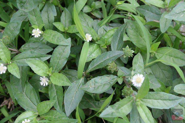 Sự tích cây Nhọ Nồi