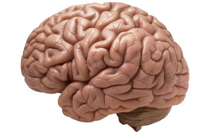 Con người thông minh hơn nhờ những nếp gấp não