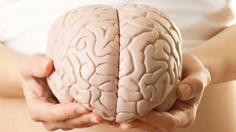 Những nếp gấp hằn mờ, người ta gọi đó là sulci