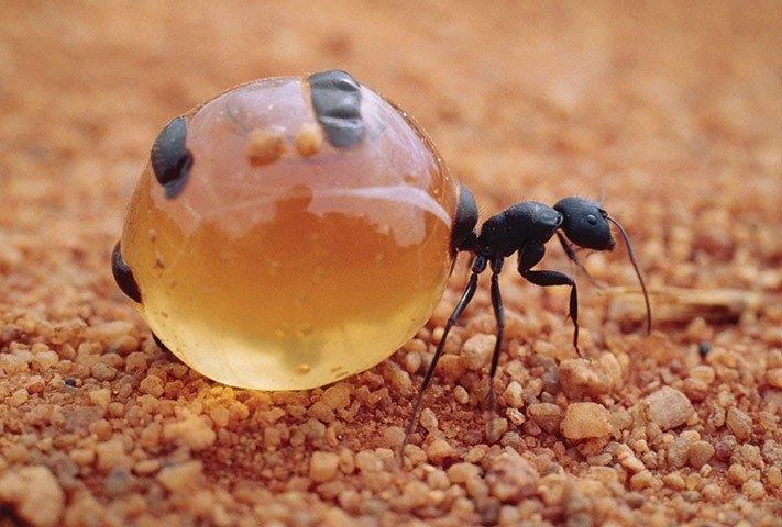Kiến mật - t﻿ên gọi của loài vật này đã đủ để nói lên cơ thể của chúng, với chiếc bụng căng tròn, giống như hũ mật