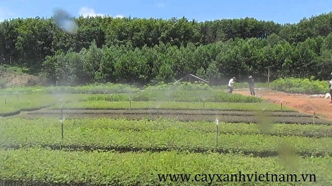 Vườn cây ươm giống tại Cây xanh Việt Nam
