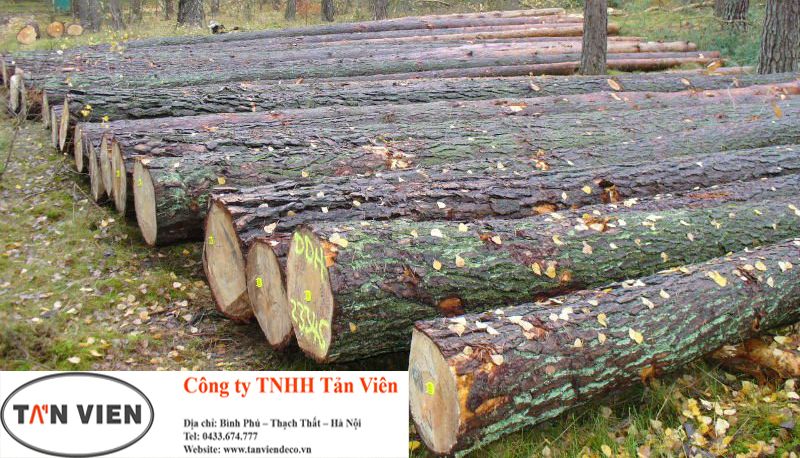 Công ty TNHH Tản viên