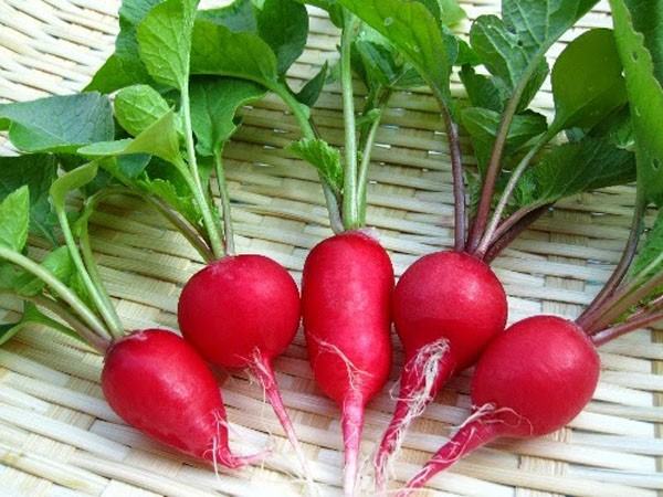 Củ cải đỏ