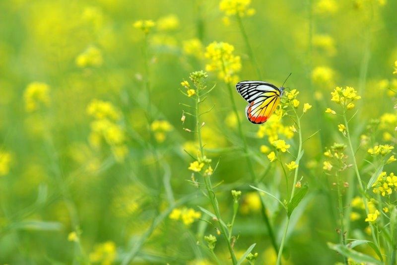 Mùa thu là mùa của hoa cải