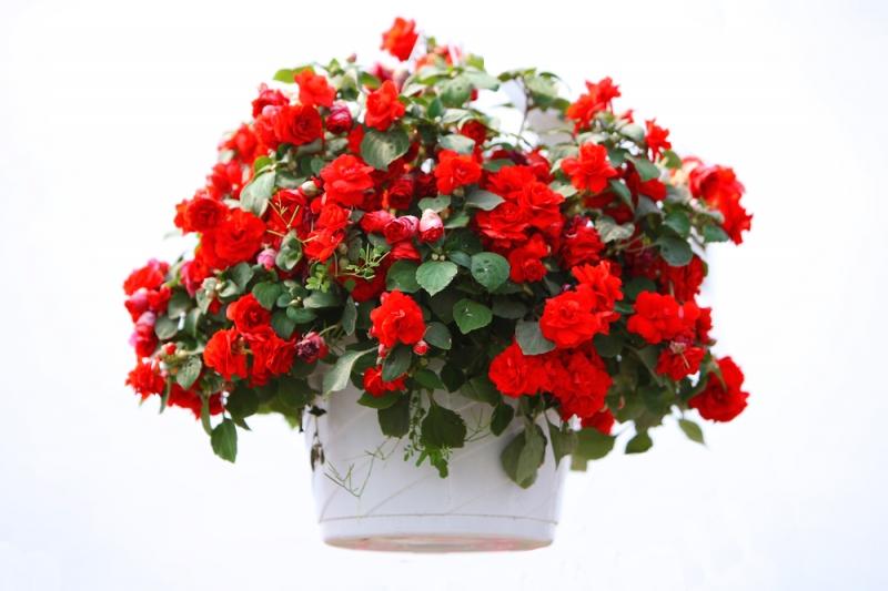 Cây hoa hải đường rất hợp phong thủy với phòng làm việc của Thần Nông