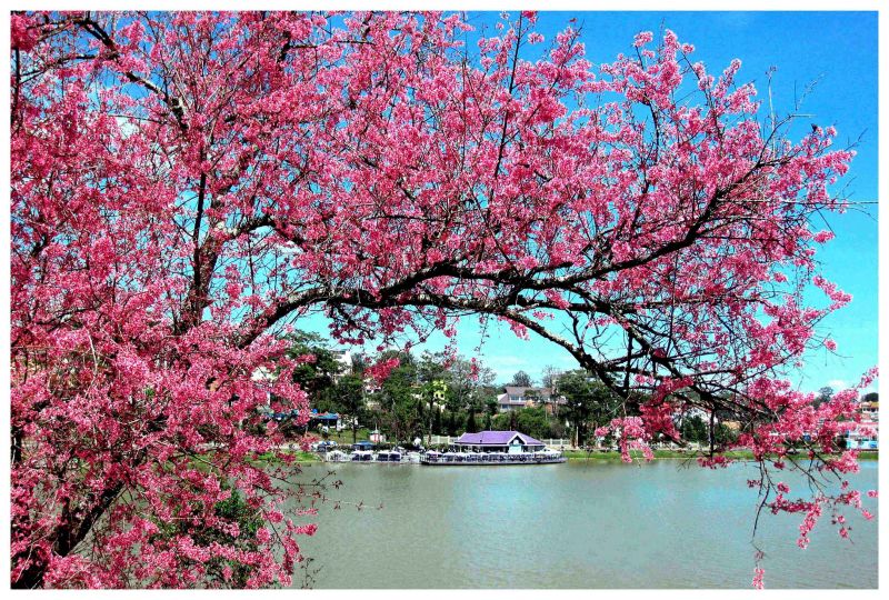 Mai Anh Đào nở rộ vào tháng 1 và tháng 2 dương lịch