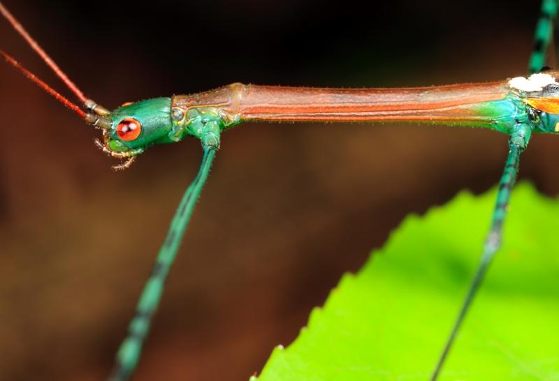 Bọ que Phasmatodea dành phần lớn thời gian ở trên cây