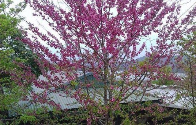 Đào Mường Phăng đua nhau khoe sắc thắm