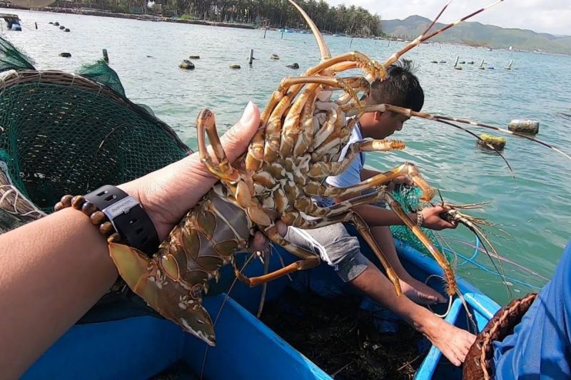 Tôm hùm tại Đảo Lý Sơn