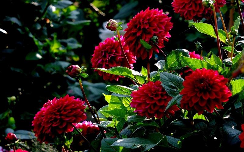 Đặt hoa chỗ hướng sáng vừa đủ