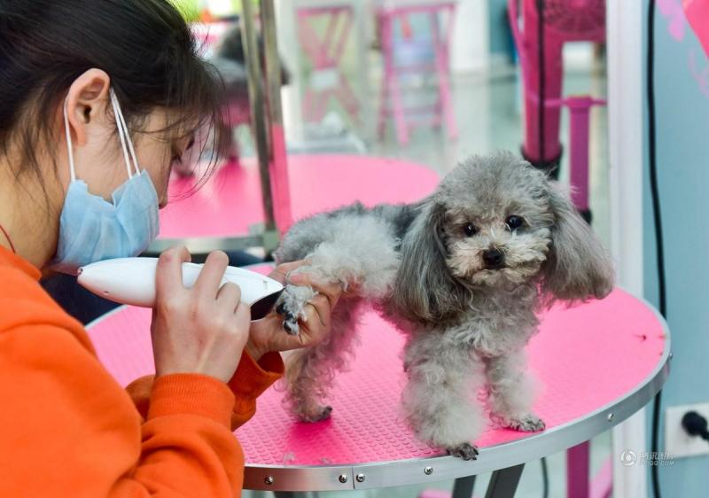 Nhận nuôi và chăm sóc các thú nuôi trong những ngày tết.