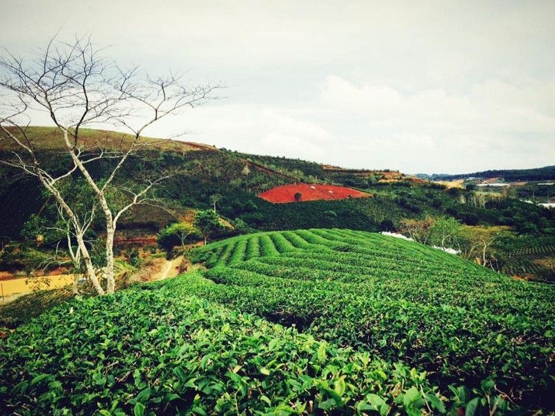 Đồi chè Cầu Đất