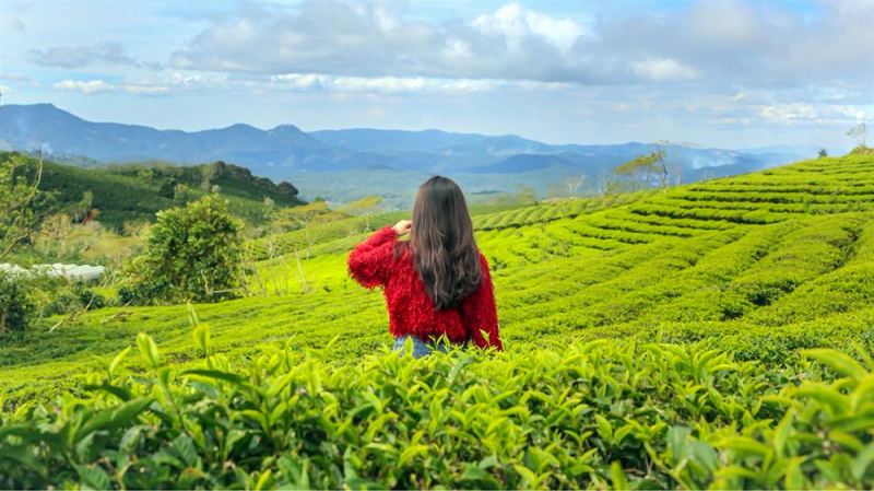 Đồi chè Cầu Đất